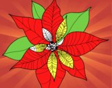 Flor de poinsetia