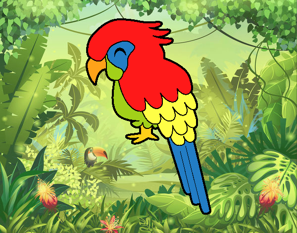 Guacamayo