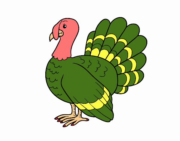 Pavo común