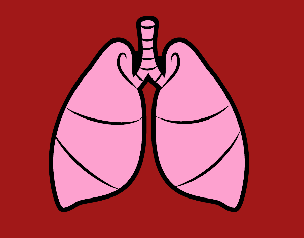 Pulmones