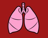 Pulmones