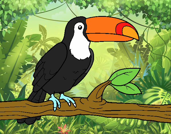 el tucan tuci