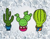 3 mini cactus