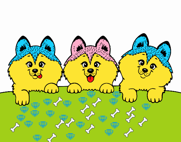 3 perritos