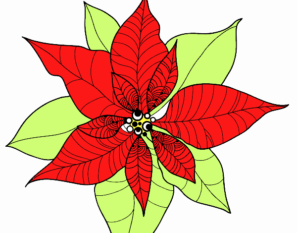 Flor de poinsetia