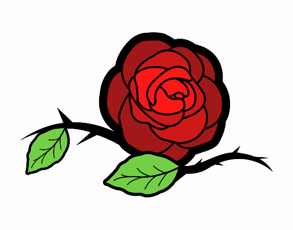 Una rosa preciosa