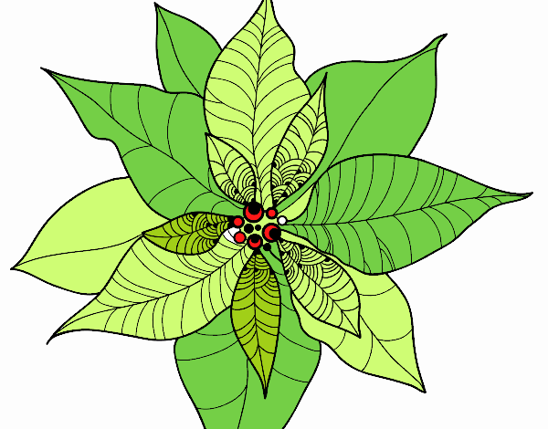 Flor de poinsetia