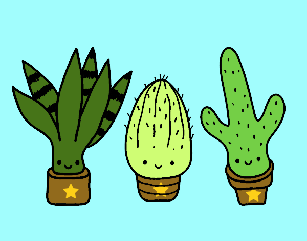 Mini cactus