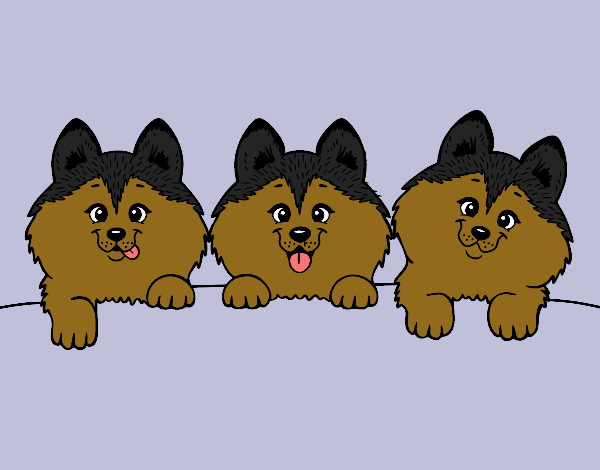 3 perritos