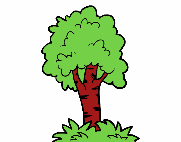 Árbol 7