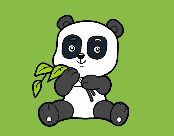 Un oso panda