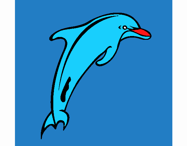 Delfín adulto
