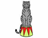 Tigre de circo