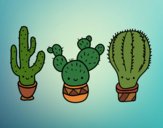 3 mini cactus