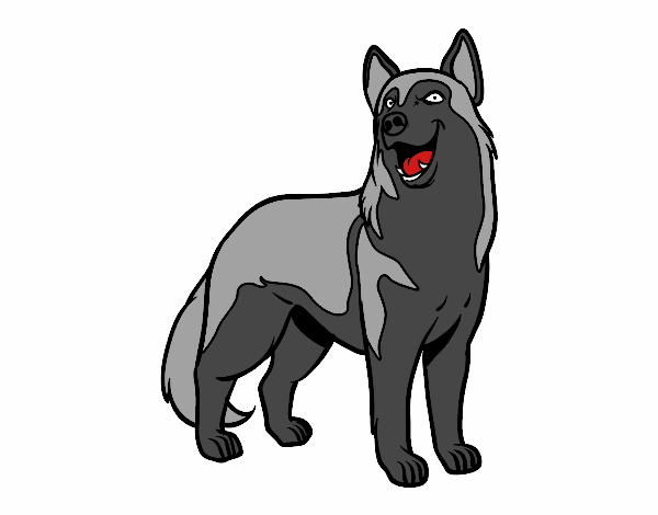 Perro lobo