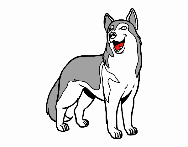 Perro lobo