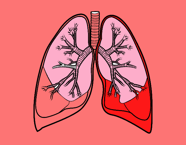 Pulmones y bronquios