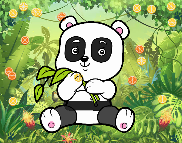 Un oso panda