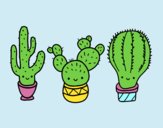 3 mini cactus