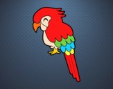 Guacamayo