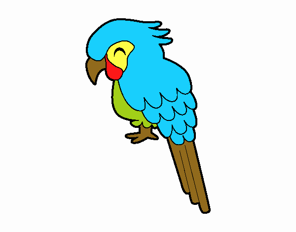 Guacamayo