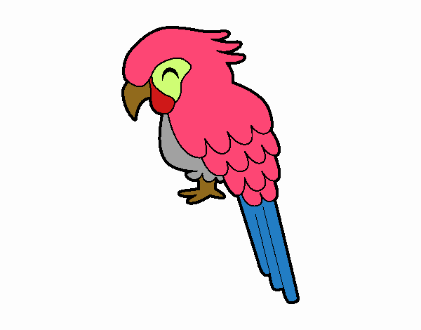 Guacamayo