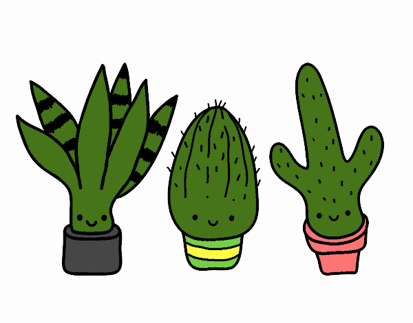 Mini cactus