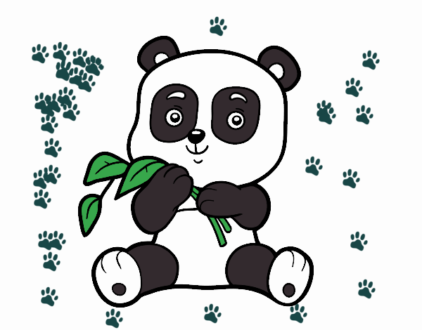 Un oso panda