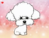 Cachorro de poodle