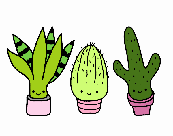 Mini cactus