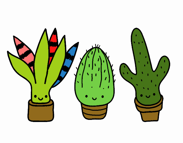 Mini cactus