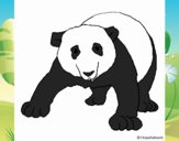 Oso panda 1