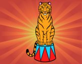 Tigre de circo