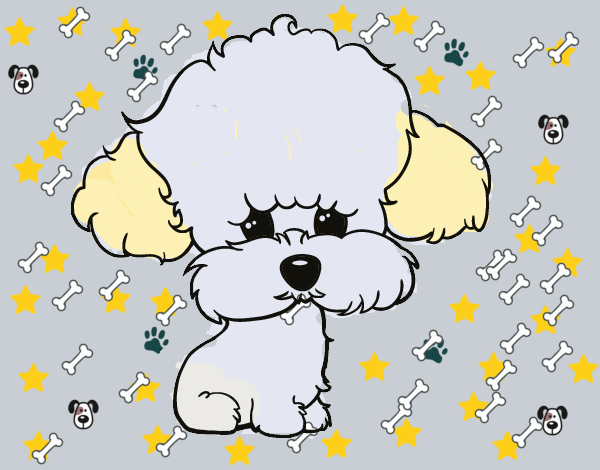 Cachorro de poodle