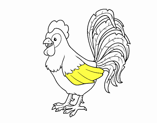 Gallo de una granja