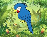 Guacamayo