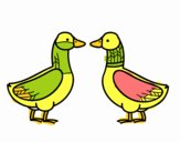 Pato hembra y pato macho
