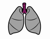 Pulmones