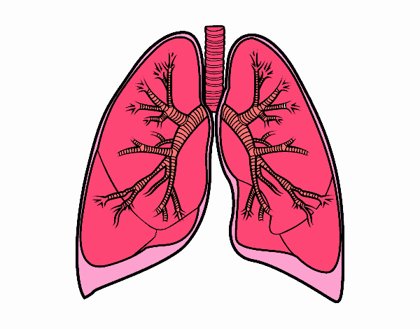 Pulmones y bronquios 1 36