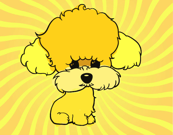 Cachorro de poodle