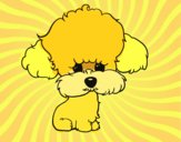 Cachorro de poodle