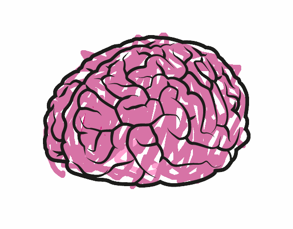 Detalles dibujos del cerebro humano última camera edu vn