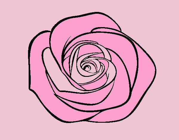 Flor de rosa