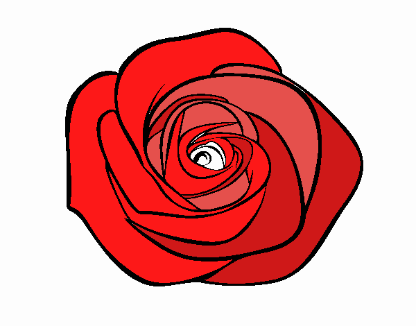 Flor de rosa