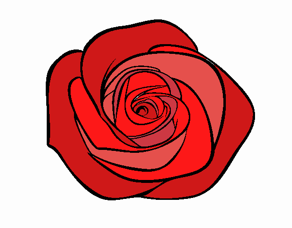 Flor de rosa