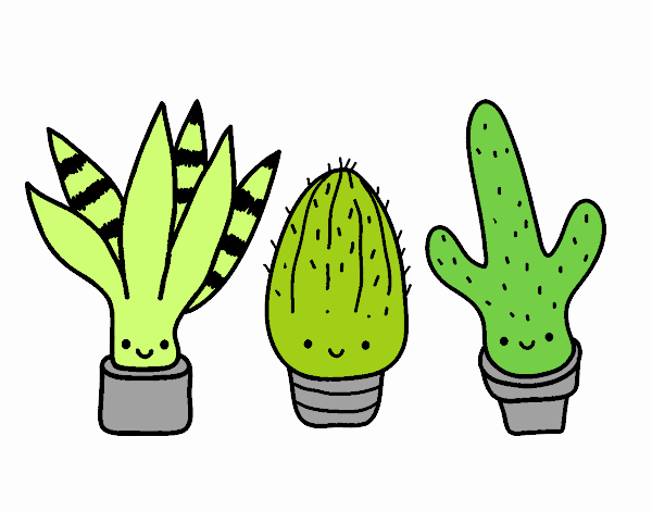 mini cactus