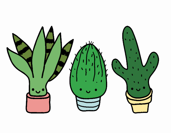 Mini cactus