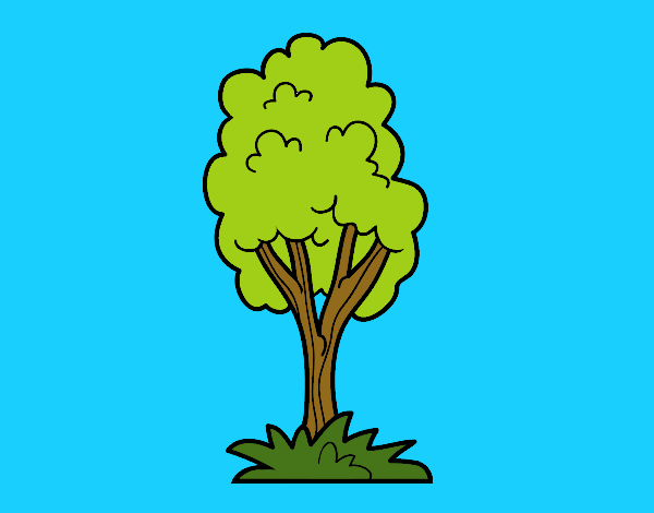 Un árbol de parque