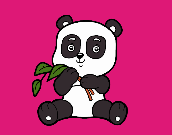 Un oso panda