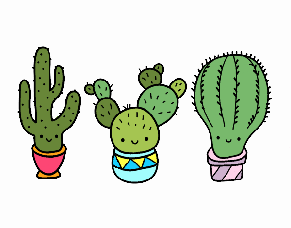 3 mini cactus